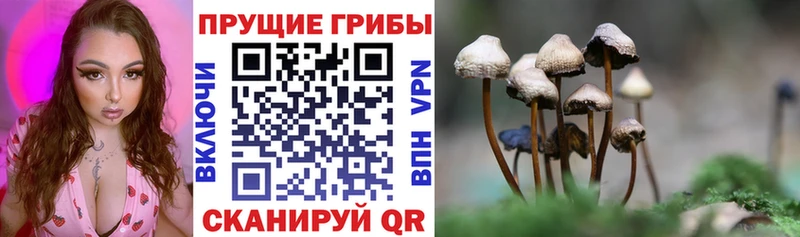 Галлюциногенные грибы Psilocybine cubensis Петров Вал